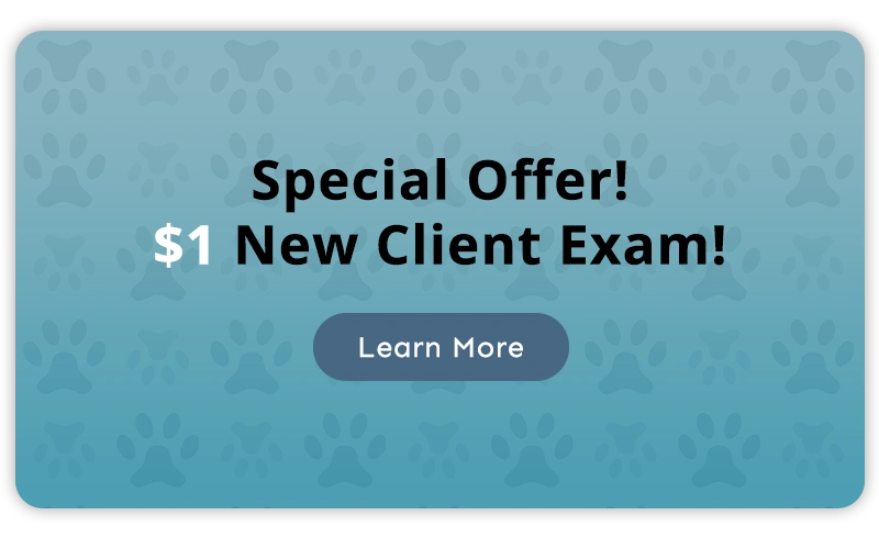 Special Offer! $1 New Client Exam!
